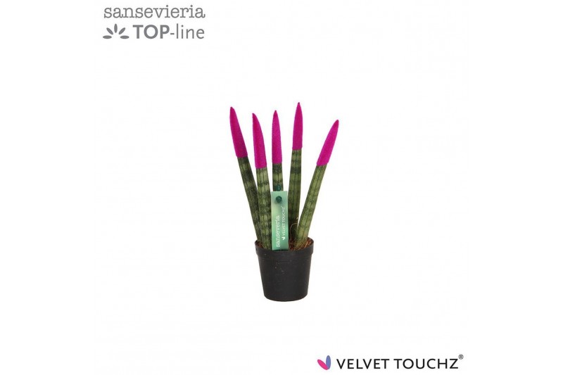 Sansevieria cylindrica Sansevieria VELVET TOUCHZ® Fuchsia 