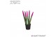 Sansevieria cylindrica Sansevieria VELVET TOUCHZ® Fuchsia 