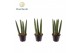 Sansevieria cylindrica Sansevieria cylindrica Spaghetti P6 