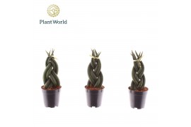 Sansevieria cylindrica Sansevieria cylindrica Twist P6