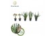 Sansevieria cylindrica Sansevieria Mix Simpson P10,5 