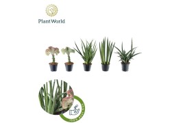 Sansevieria cylindrica Sansevieria Mix Simpson P10,5