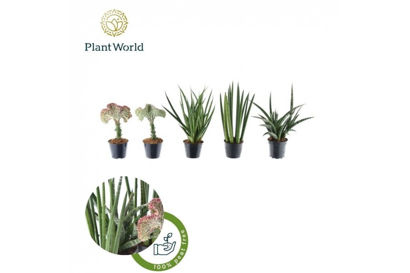 Sansevieria cylindrica Sansevieria Mix Simpson P10,5 