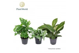 Kamerplanten mix groen Urban mix 6 pp