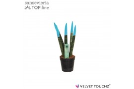 Sansevieria cylindrica Sansevieria VELVET TOUCHZ® Aqua