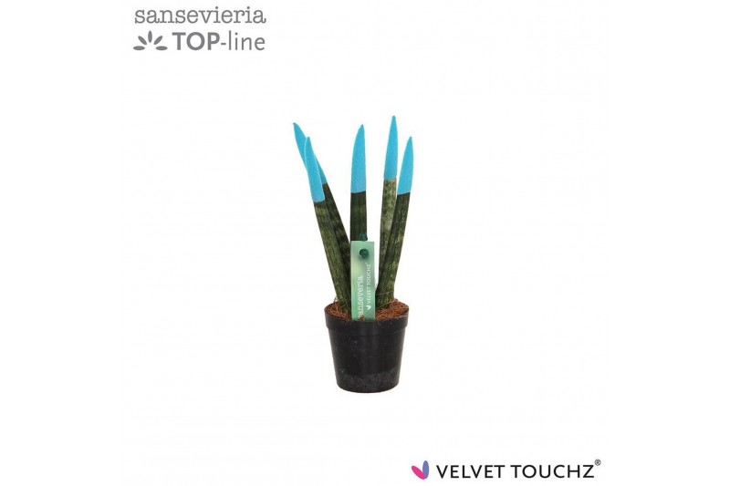 Sansevieria cylindrica Sansevieria VELVET TOUCHZ® Aqua 