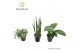 Kamerplanten mix groen Amazone mix 6 pp 