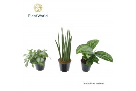 Kamerplanten mix groen Amazone mix 6 pp