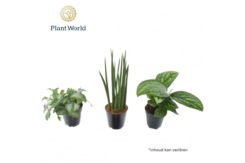 Kamerplanten mix groen Amazone mix 6 pp 