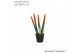 Sansevieria cylindrica Sansevieria VELVET TOUCHZ® Oranje 