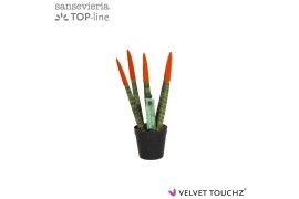 Sansevieria cylindrica Sansevieria VELVET TOUCHZ® Oranje