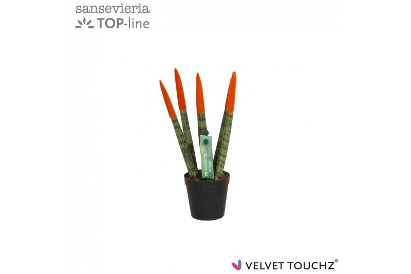 Sansevieria cylindrica Sansevieria VELVET TOUCHZ® Oranje 