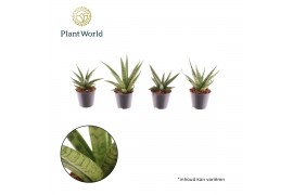 Sansevieria cylindrica Sansevieria mix Gobi P8,5