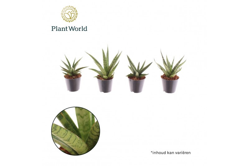 Sansevieria cylindrica Sansevieria mix Gobi P8,5 