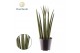 Sansevieria cylindrica Sansevieria cylindrica Bacularis / Mikado 