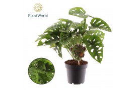 Monstera adansonii Monstera obliqua Monkey Leaf 2 pp
