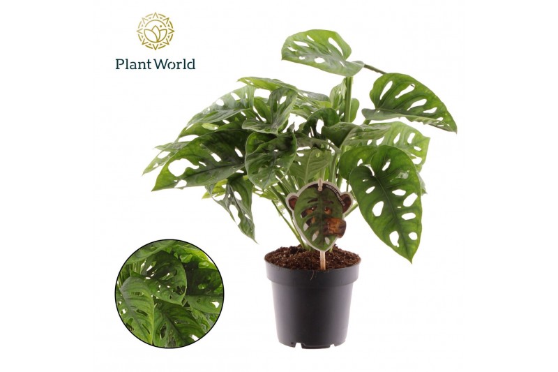 Monstera adansonii Monstera obliqua Monkey Leaf 2 pp 