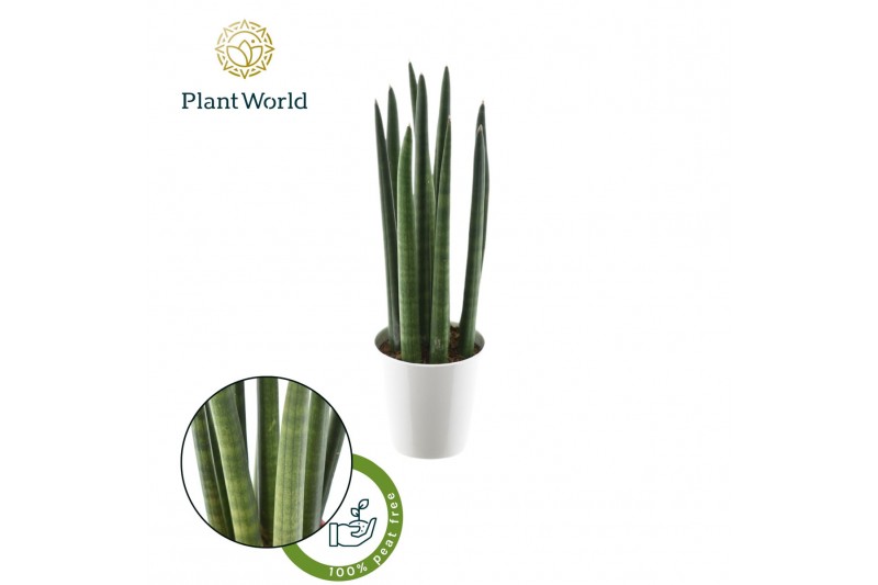 Sansevieria cylindrica Sansevieria cylindrica "Spaghetti in keramiek w 