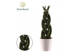 Sansevieria cylindrica Sansevieria cylindrica Twist met keramiek wit