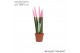 Sansevieria cylindrica Sansevieria VELVET TOUCHZ® Pastel Roze 