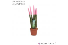 Sansevieria cylindrica Sansevieria VELVET TOUCHZ® Pastel Roze