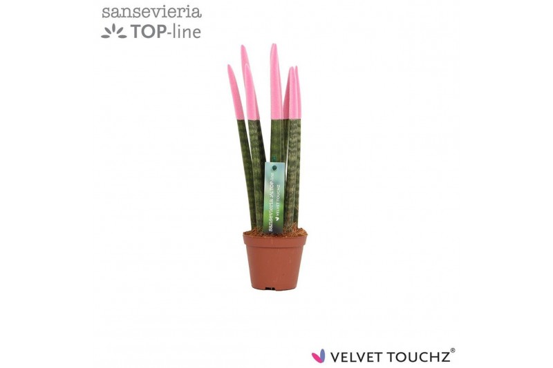 Sansevieria cylindrica Sansevieria VELVET TOUCHZ® Pastel Roze 