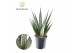 Sansevieria cylindrica Sansevieria Sem P12 overig pp 