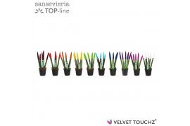 Sansevieria cylindrica Sansevieria VELVET TOUCHZ® MIX