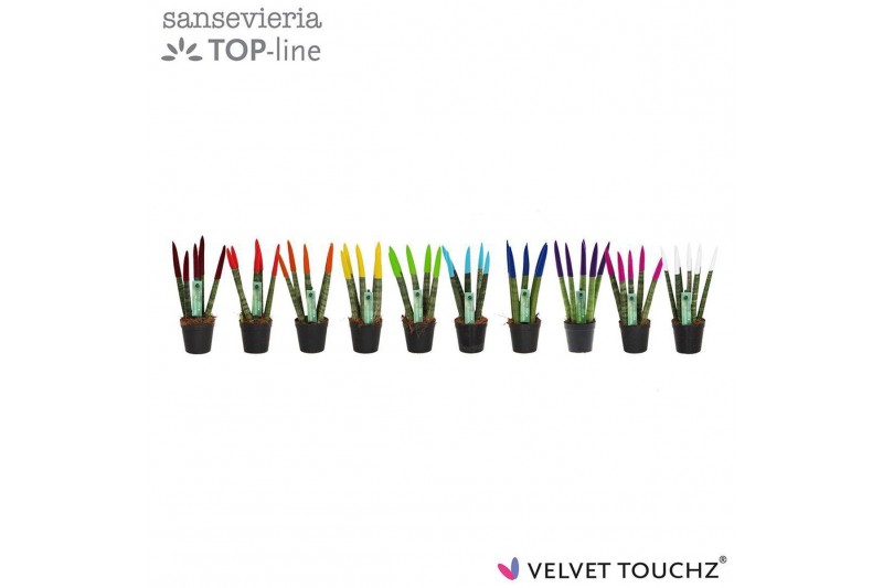 Sansevieria cylindrica Sansevieria VELVET TOUCHZ® MIX 