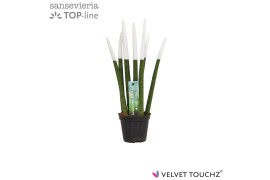 Sansevieria cylindrica Sansevieria VELVET TOUCHZ® Wit