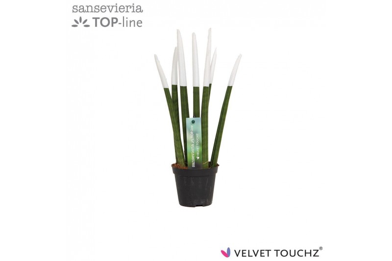 Sansevieria cylindrica Sansevieria VELVET TOUCHZ® Wit 