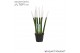 Sansevieria cylindrica Sansevieria VELVET TOUCHZ® Wit 