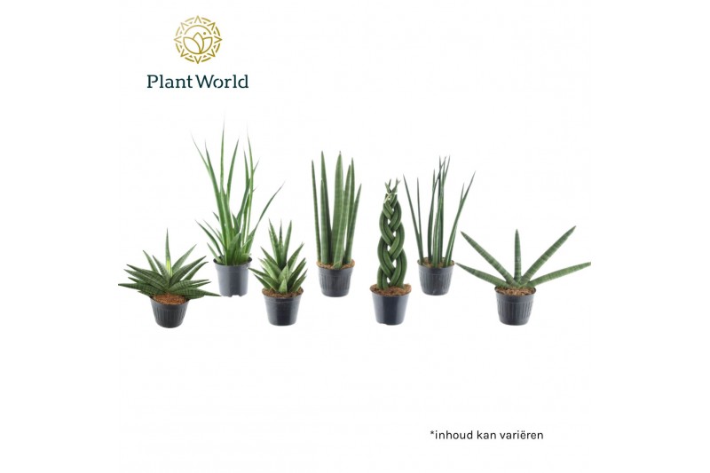 Sansevieria cylindrica Sansevieria mix Kalahari P10,5 