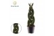 Sansevieria cylindrica Sansevieria cylindrica Twist 
