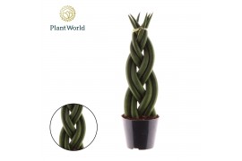 Sansevieria cylindrica Sansevieria cylindrica Twist