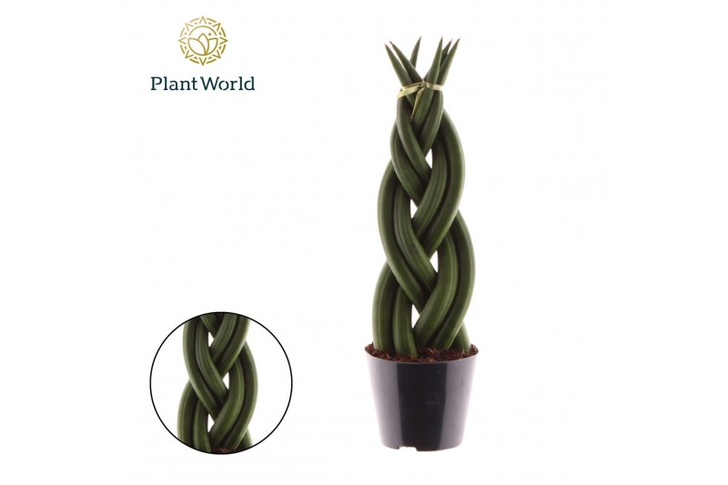 Sansevieria cylindrica Sansevieria cylindrica Twist 