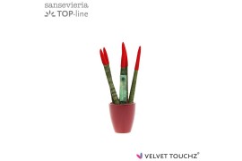 Sansevieria cylindrica Sansevieria VELVET TOUCHZ® Rood in keramiek Osa