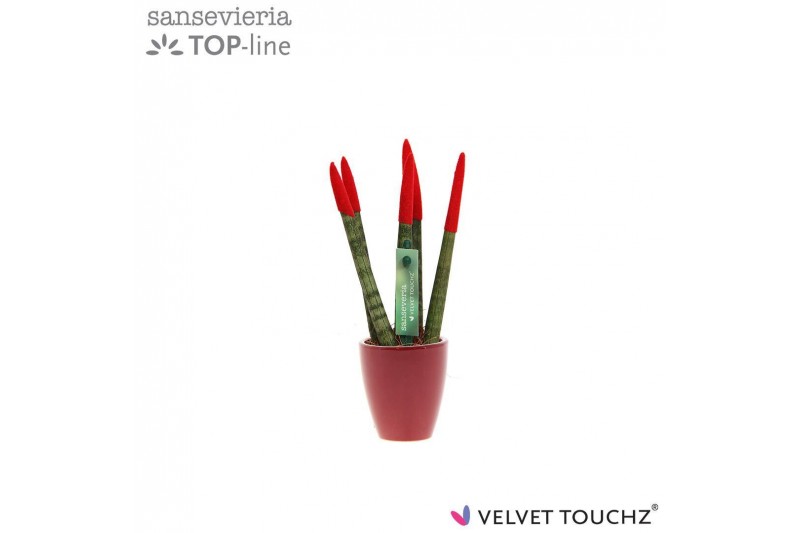 Sansevieria cylindrica Sansevieria VELVET TOUCHZ® Rood in keramiek Osa 