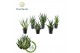 Sansevieria Sansevieria Mix Tanami P12 