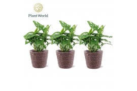 Monstera adansonii Monstera obliqua Monkey Leaf trendy mand 2 pp