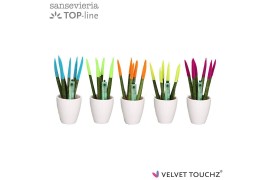 Sansevieria cylindrica Sansevieria VELVET TOUCHZ® Mix Ibiza in keramie