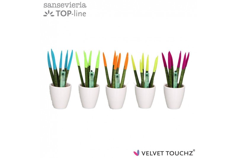 Sansevieria cylindrica Sansevieria VELVET TOUCHZ® Mix Ibiza in keramie 