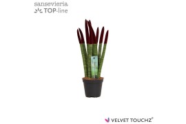 Sansevieria cylindrica Sansevieria VELVET TOUCHZ® Bordeaux