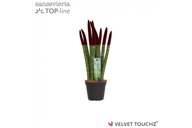 Sansevieria cylindrica Sansevieria VELVET TOUCHZ® Bordeaux 