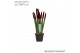 Sansevieria cylindrica Sansevieria VELVET TOUCHZ® Bordeaux 
