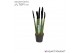 Sansevieria cylindrica Sansevieria VELVET TOUCHZ® Zwart 