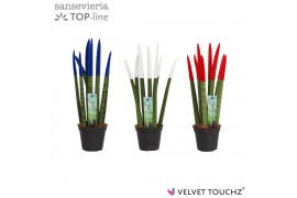 Sansevieria cylindrica Sansevieria VELVET TOUCHZ® Frankrijk/Nederland