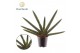 Sansevieria cylindrica skyline Sansevieria cylindrica Skyline 