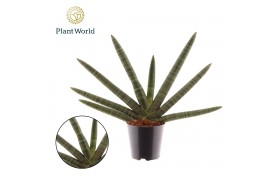 Sansevieria cylindrica skyline Sansevieria cylindrica Skyline