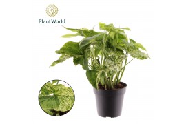 Syngonium podophyllum mottled Syngonium Mottled 2 pp